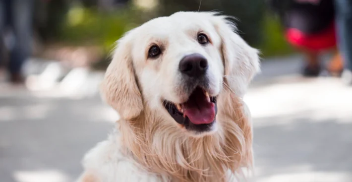 I cani possono imparare a riconoscere il Covid